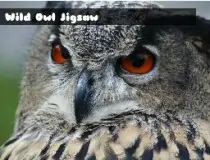 Wild Owl Jigsaw